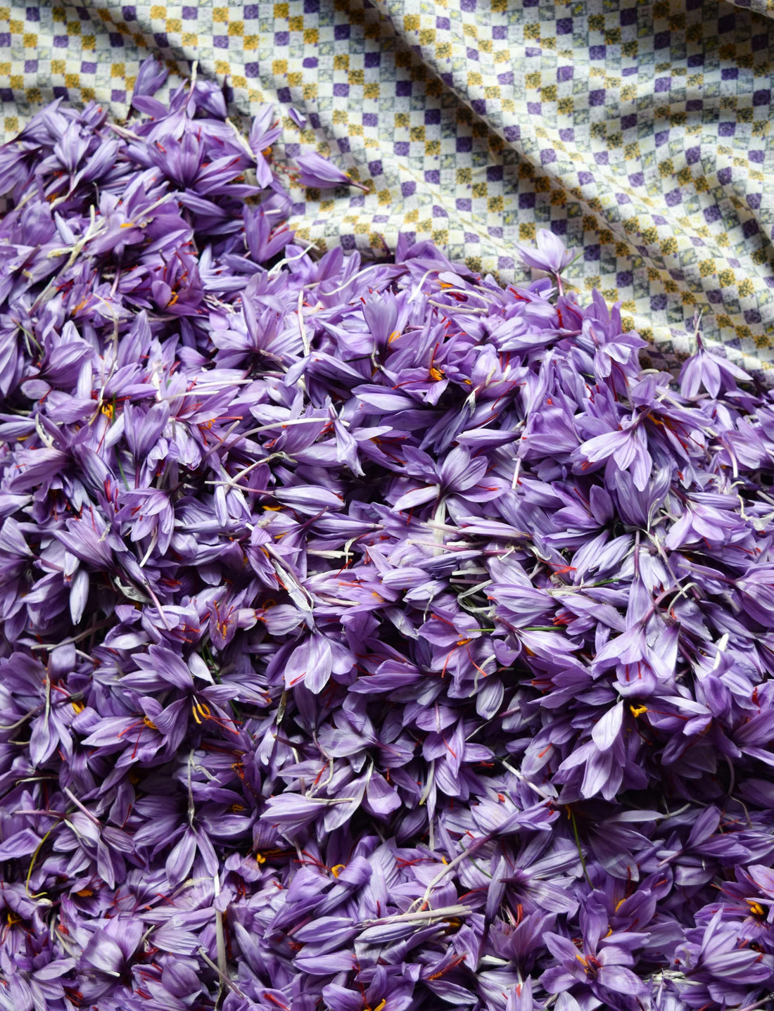 Freshly harvested saffron crocus flowers (Crocus sativus) with visible red stigmas — saffron used as a top note in White Musk by Illuminum London