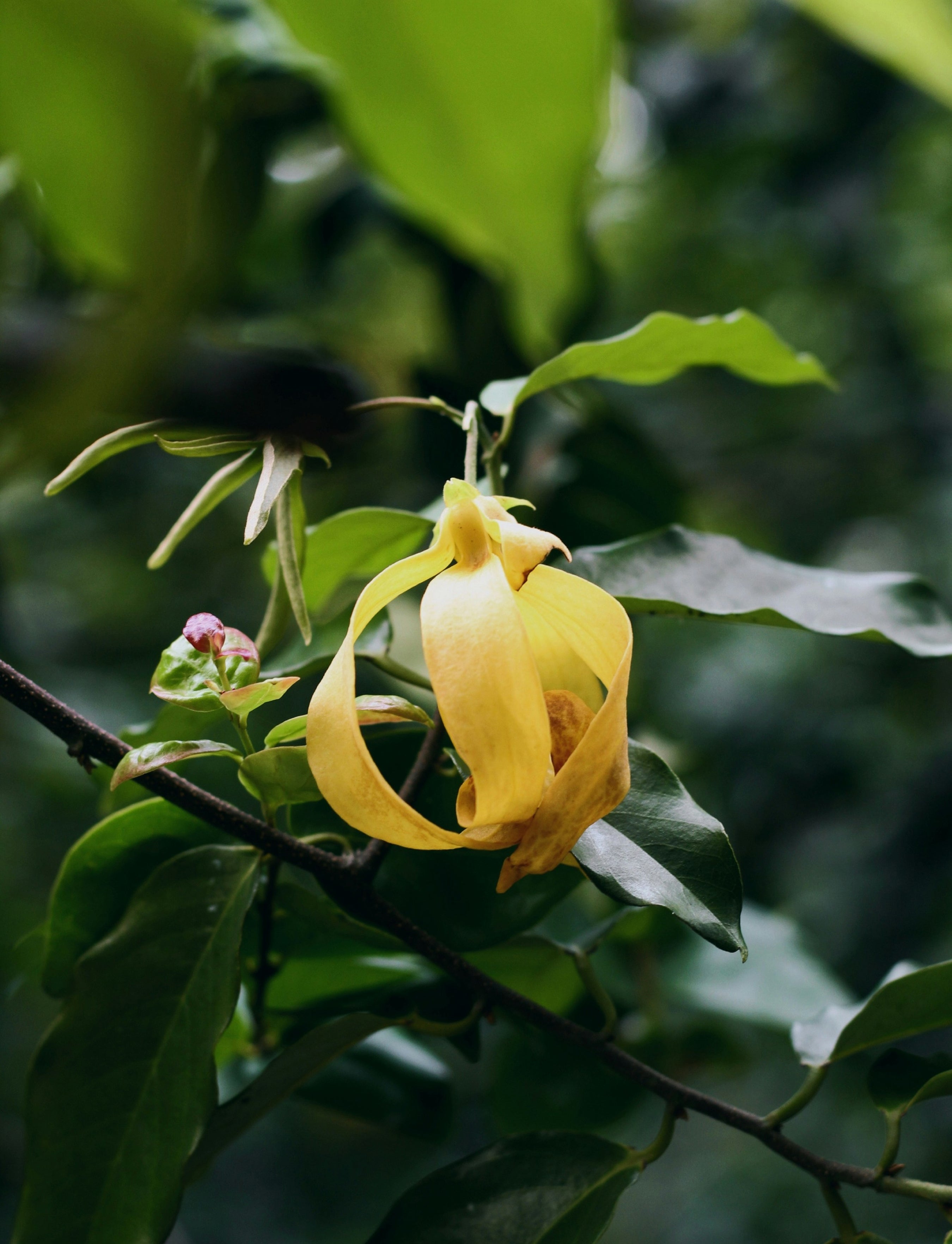 White Gardenia Petals — British Niche Floral EDP – Illuminum London
